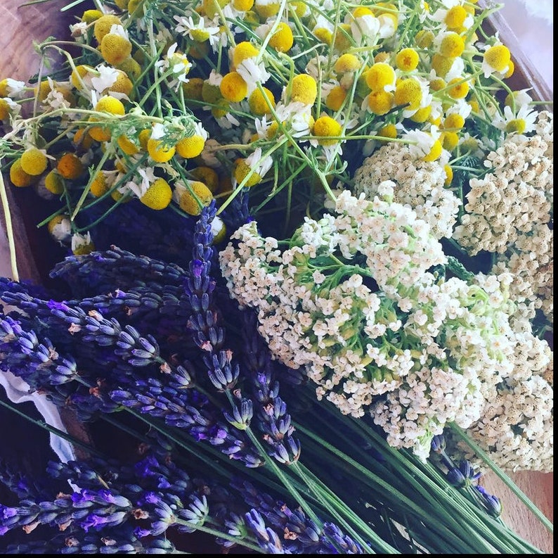 May include: A close-up of a bunch of dried lavender, chamomile, and yarrow flowers. The flowers are arranged in a wooden bowl and are ready to be used for crafting or herbal remedies.