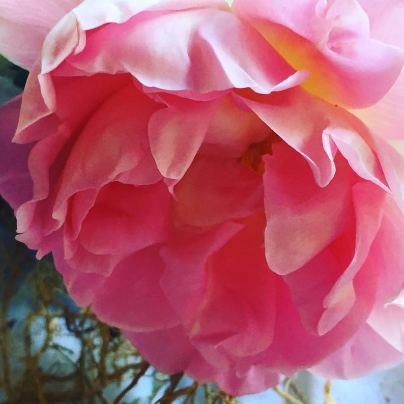 Op de afbeelding: Een close-up van een roze roos met delicate bloemblaadjes. De roos is in volle bloei en heeft een zachte, romantische uitstraling.
