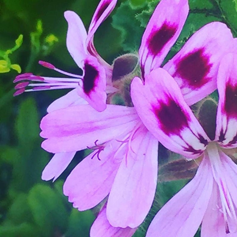 Op de afbeelding: Close-up van een roze bloem met donkerpaarse markeringen op de bloemblaadjes. De bloem heeft een delicate, gekrulde uitstraling.