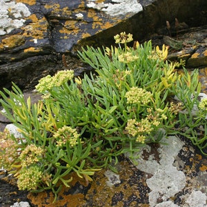 May include: A close-up of a green plant with small white flowers growing on a rocky surface covered in lichen. The plant has fleshy, succulent leaves and grows in clusters.