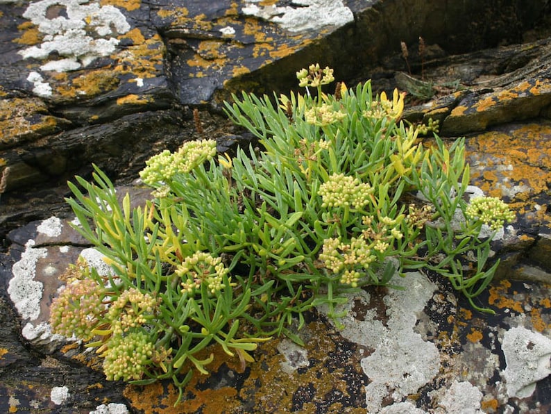 May include: A close-up of a green plant with small white flowers growing on a rocky surface covered in lichen. The plant has fleshy, succulent leaves and grows in clusters.