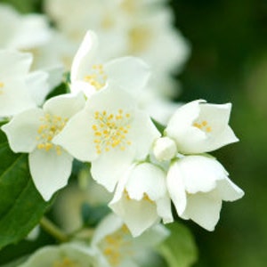 Op de afbeelding: Close-up van een tros witte jasmijn bloemen met gele centra. De bloemen staan in bloei en hebben een delicate, geurige geur.