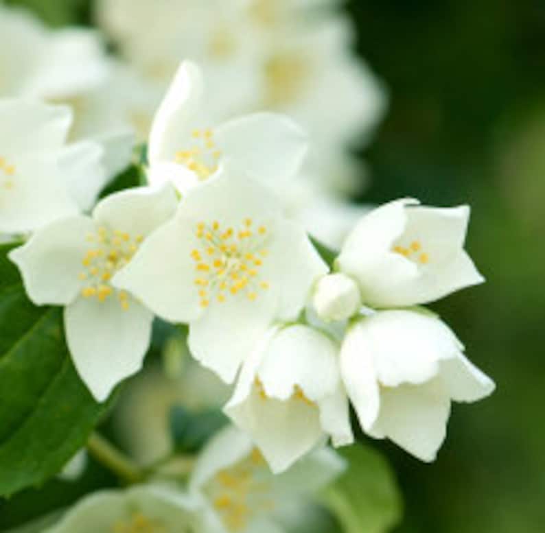 Op de afbeelding: Close-up van een tros witte jasmijn bloemen met gele centra. De bloemen staan in bloei en hebben een delicate, geurige geur.
