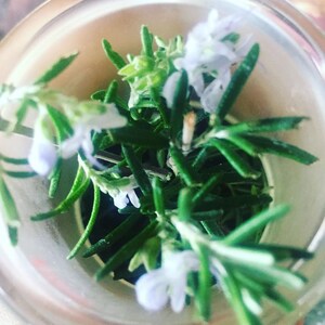 May include: A close-up of a glass jar filled with fresh rosemary sprigs, some of which have small, light purple flowers.