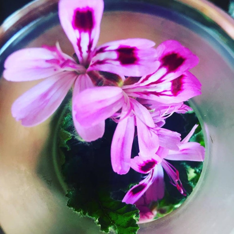 Heart Chakra Calming Aromatherapy Gemstone Mist Aura Love with Rose Geranium Rose Otto Gemstone Infusion and Flower Essences image 4