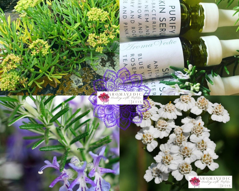 The main botanical ingredients featured in this serum for acne-prone skin are shown. Green rosemary twigs with purple flowers, white flowers of yarrow, sea fennel growing on rocks. Also,  a sample of 3 glass bottles of the serum with pale green oil.