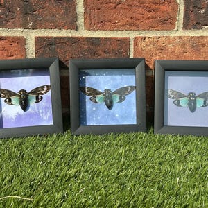Real Tosena Splendida Cicada Shadowbox: Unique Display Frame