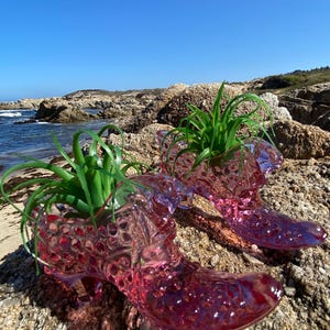May include: Two pink glass shoe-shaped planters with a raised hobnail texture. Each translucent glass boot contains a vibrant green air plant with thin, spiky leaves extending from the opening of the shoe, resting on a rocky coastal surface.