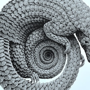 Pangolin Lithograph Art Print: Limited Edition Animal Artwork