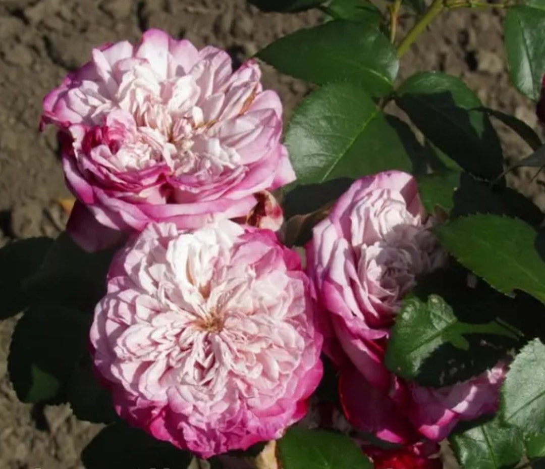 Japanese Tea Roses Paris Japanese Hybrid Tea Rose in 4L Pot Garden Plant, Rare, Outdoor ...