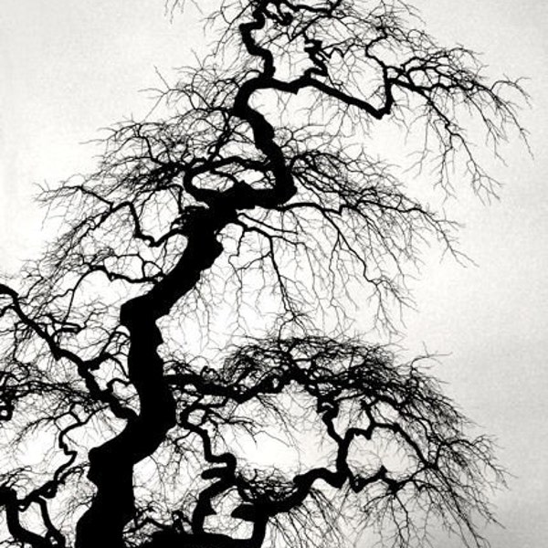 Zen Tree Silhouette - Black and White Photo - Gnarled