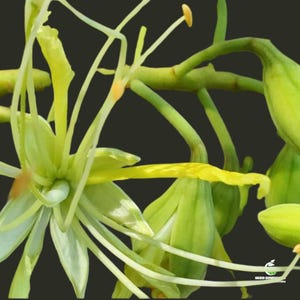 Delonix velutina Seeds