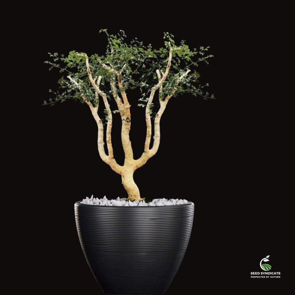 コミフォラ シヌアータの種子 - Etsy 日本