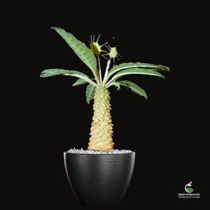 Dorstenia lancifolia Samen