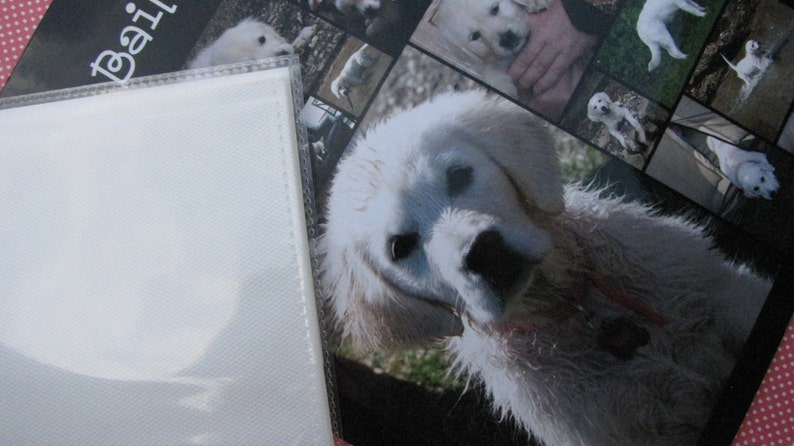 May include: A collage of photos featuring a white dog with a black nose. The dog is shown in various poses and settings, including sitting, standing, and running. The photos are arranged in a grid pattern on a black background.