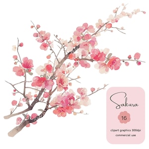 16 clipart de Sakura, ramo de sakura, flor de cerejeira, rosa, aquarela, 300 DPI, arquivos PNG, download digital, uso comercial, diário de lixo