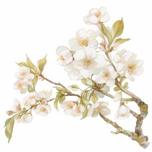 15 cliparts de Sakura, branche de sakura, fleur de cerisier, fleur blanche, aquarelle, 300 DPI, fichiers PNG, téléchargement numérique, usage commercial, journalisation indésirable