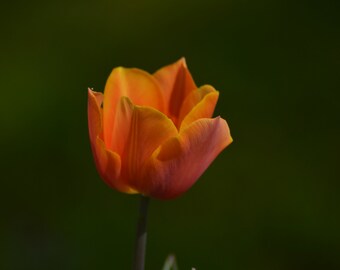 Tulpe, orange, digitales Foto, Naturfotografie, Blume, Wanddeko, Leinwand, Foto, Bilderrahmen, deko, Download, fotodownload, Fotomotive