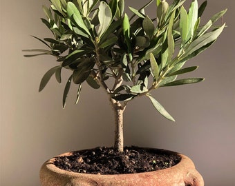 Olive bonsai tree with terracotta pot