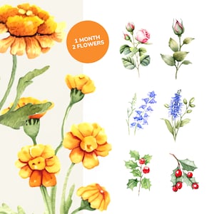 24 aquarelle fleurs du mois de naissance, SVG PNG, anniversaire fleur svg, fleur de naissance png, floral svg, svg marguerite, svg coquelicot, fleurs sauvages clipart png