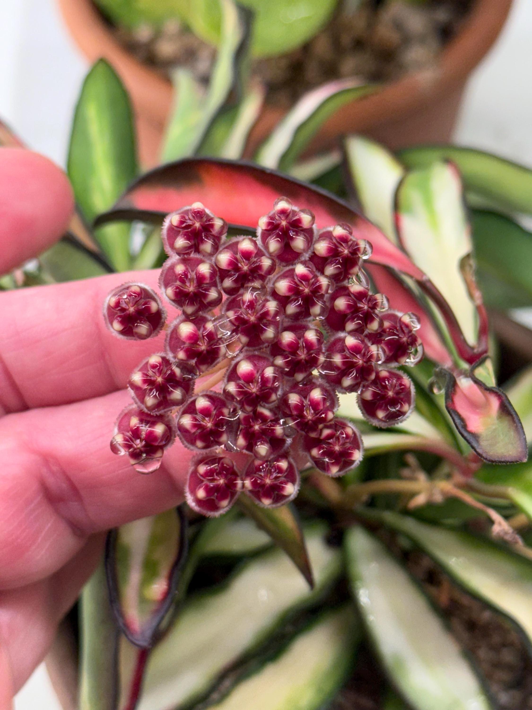 Hoya Wayetii Rooted Plant, 2.5