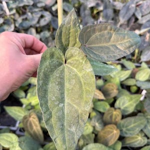 May include: A live Anthurium plant featuring heart-shaped, velvety leaves with a dark green and olive-toned coloration. The foliage displays a prominent central vein and a textured surface, with multiple leaves extending from a central stem.