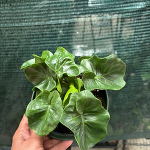 Super Atom Philodendron - Etsy
