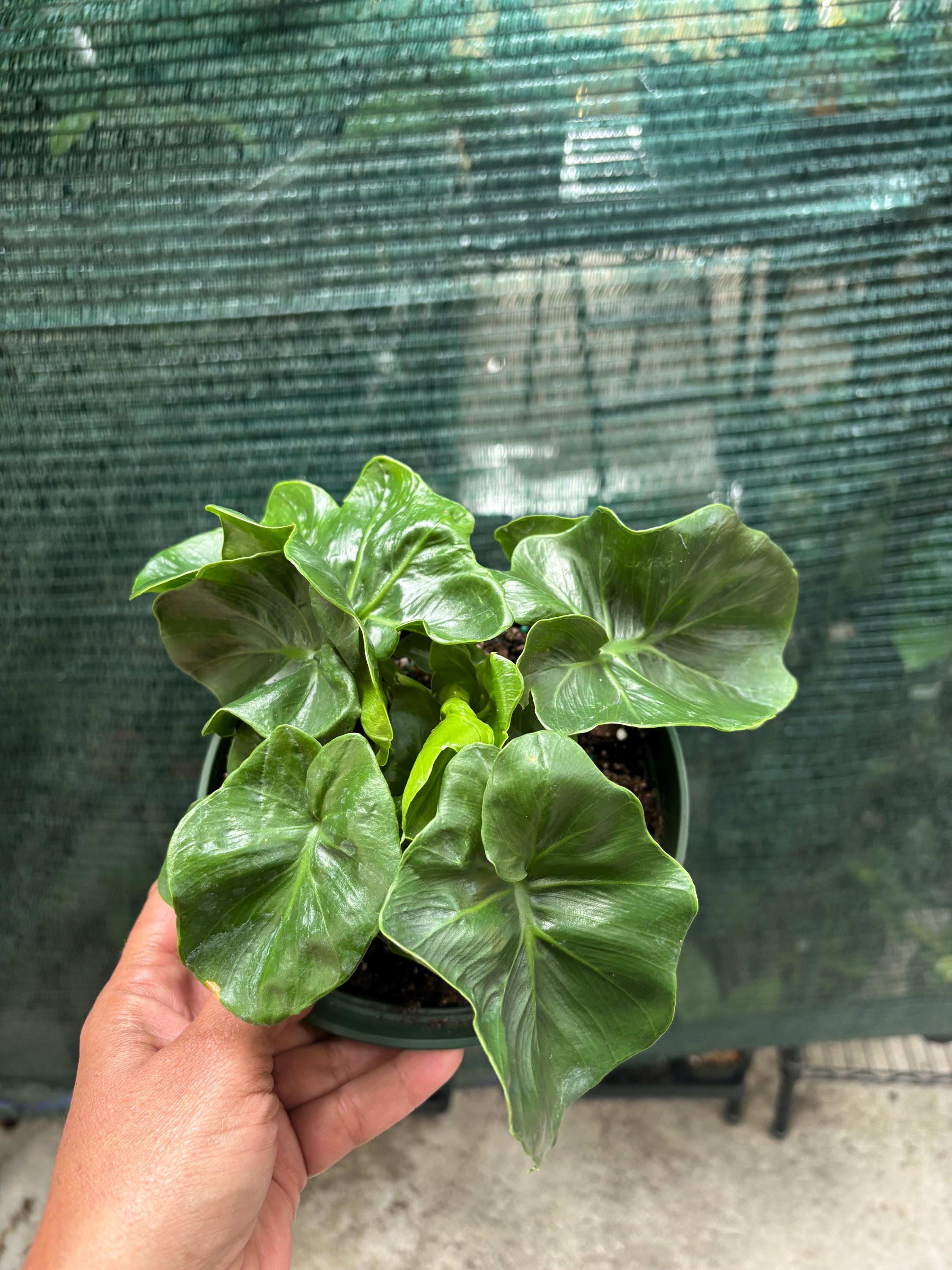 Super Atom Philodendron - Etsy