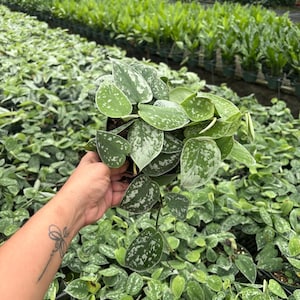 May include: A Scindapsus pictus plant featuring heart-shaped leaves with a variegated pattern of deep green and silvery-grey splashes. The plant is contained in a small black plastic nursery pot, displaying multiple trailing stems and foliage.