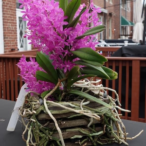 Ascofinetia Cherry Blossom &#39;Carmella&#39; - Young Orchid | 2.5 Inch Pot