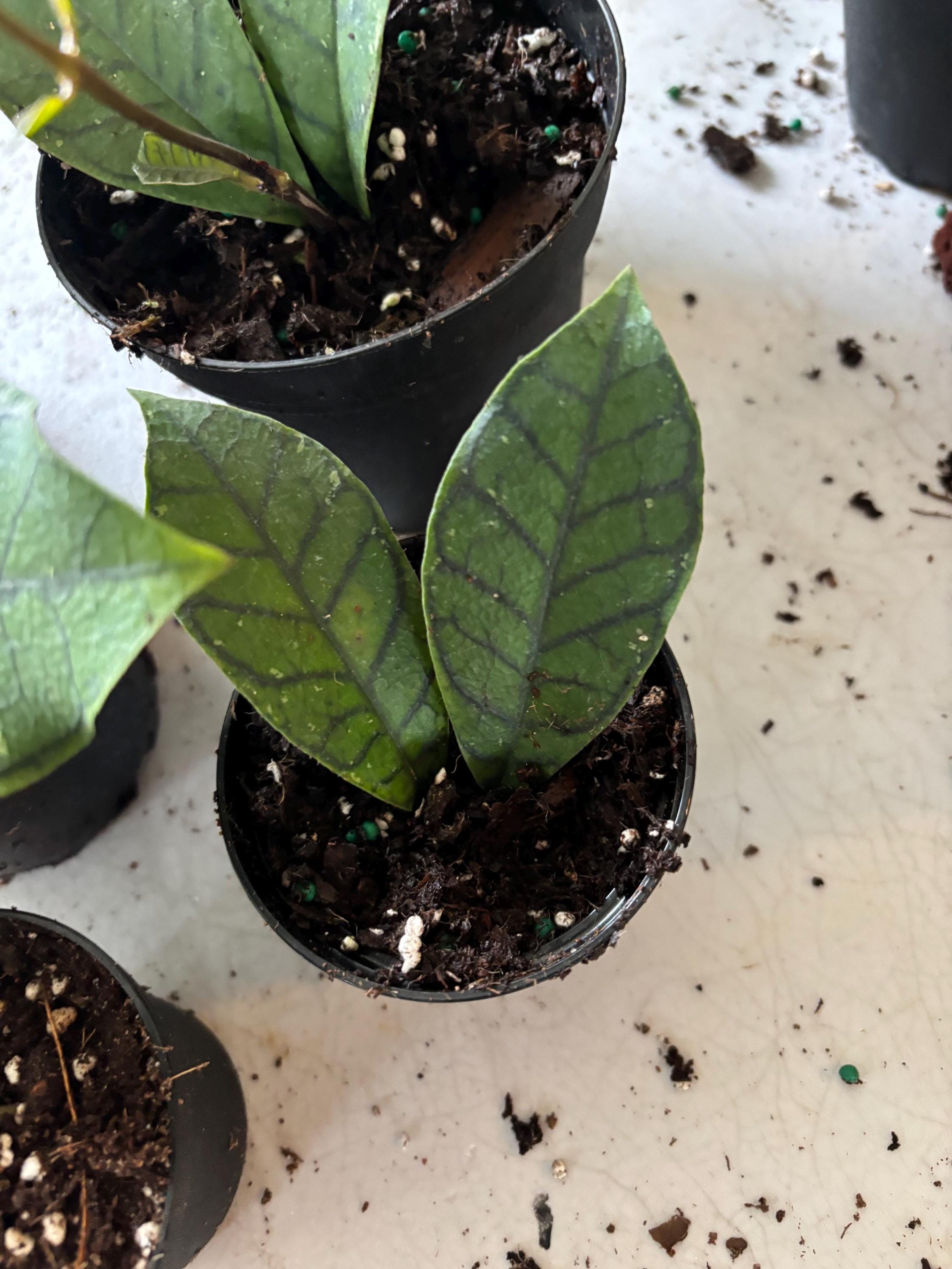 Hoya Callistophylla 'vena' Rooted Cutting - 2 Inch Pot - Etsy
