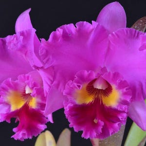May include: Close-up of two vibrant purple Cattleya orchids with ruffled petals. The flowers have yellow and red centers, set against a dark background. The image highlights the intricate details and rich colors of the blooms.