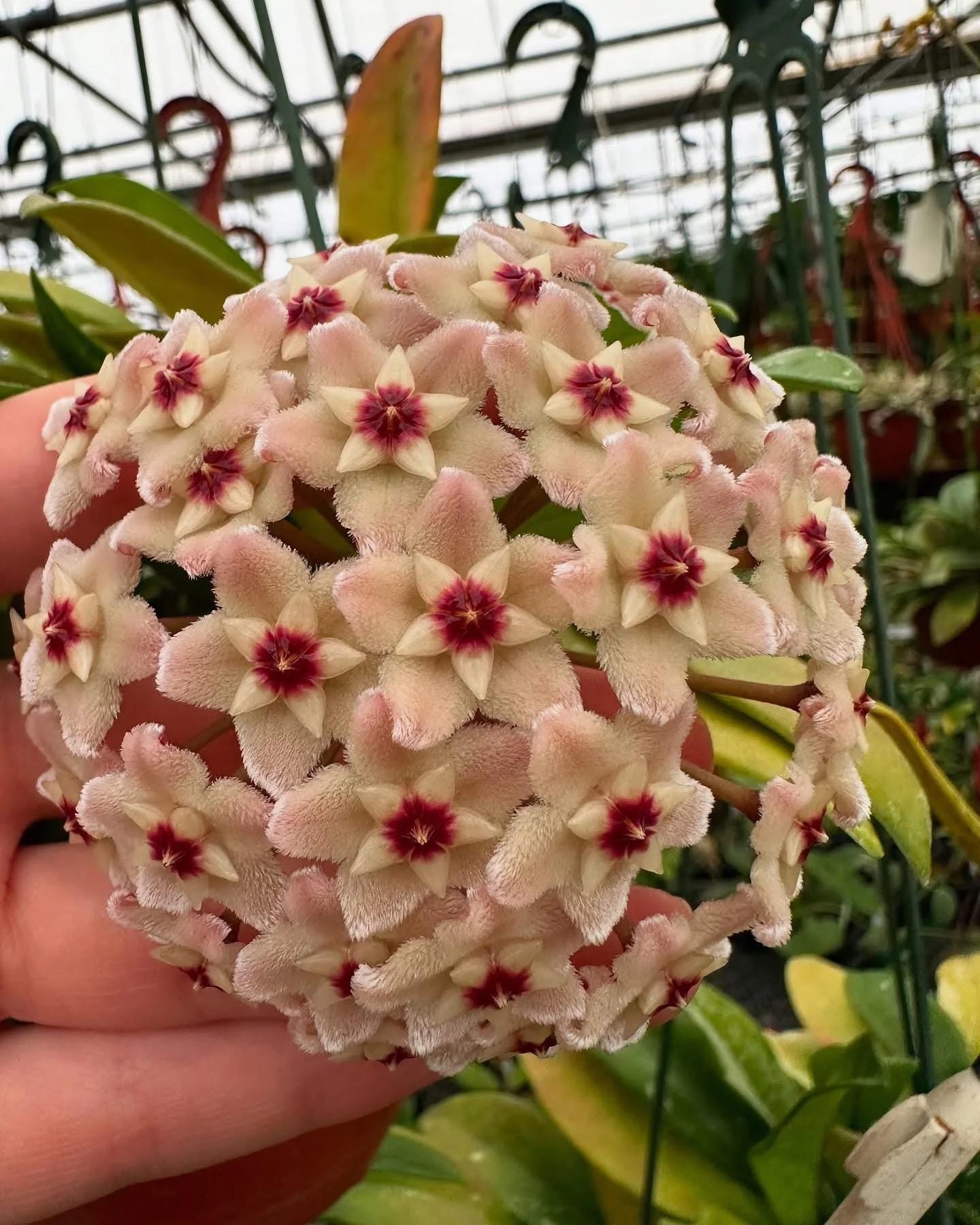 Hoya Ah - Etsy