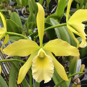 May include: Close-up of a vibrant yellow orchid flower with a ruffled, creamy white lip. The petals are a soft yellow, and the flower is surrounded by green leaves. The orchid is in full bloom, showcasing its intricate details.