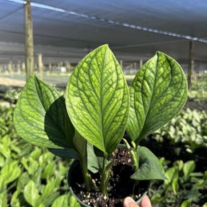 May include: A potted plant with large, textured green leaves. The leaves have prominent veining and a slightly yellow hue. The plant is in a dark green pot, held by a hand. The background shows other plants and a shaded structure.
