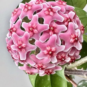 Hoya Carnosa Freckle Splash | 2 Inch Pot