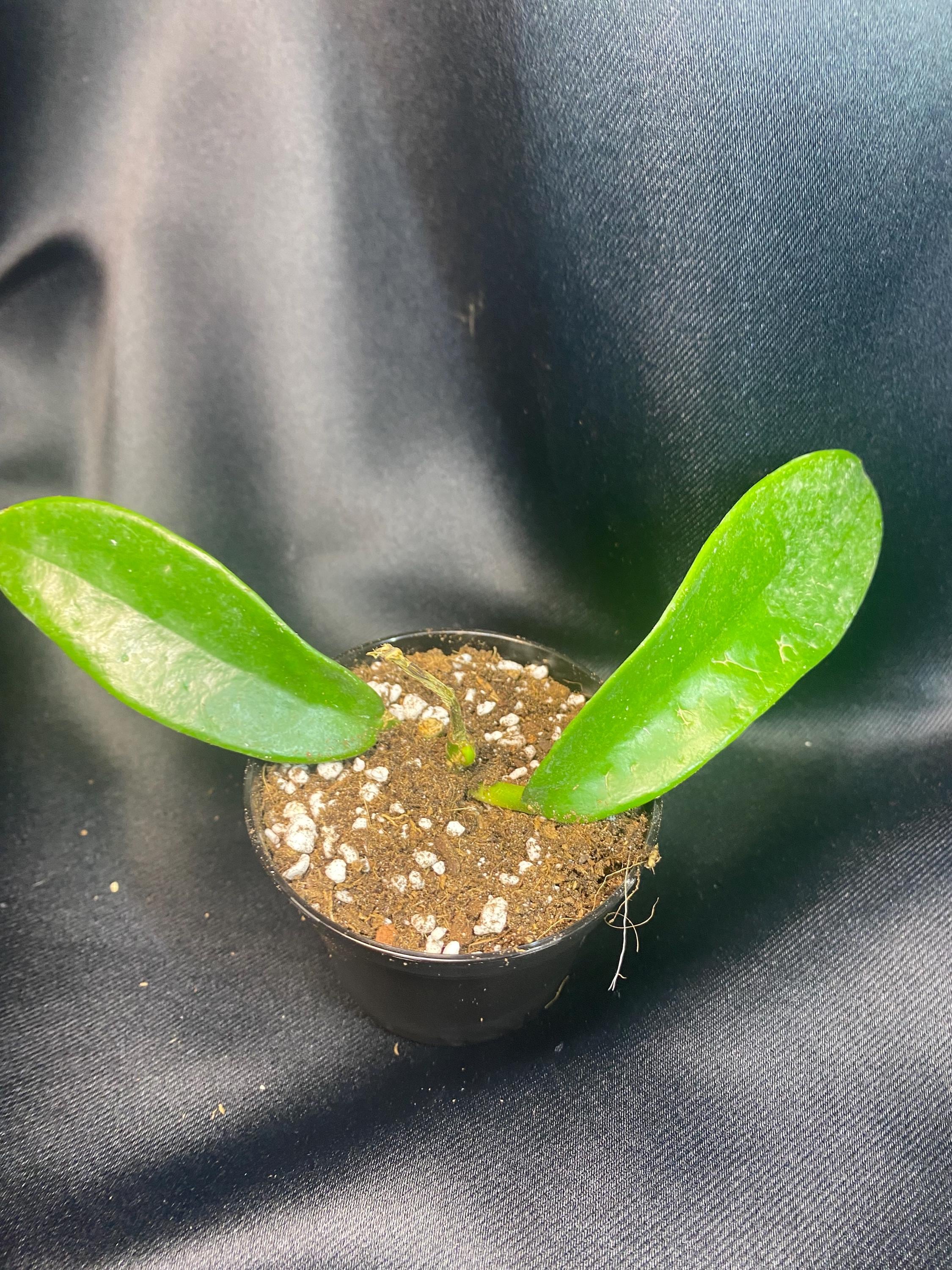 Hoya Meliflua | 2.5 Inch Pots - Etsy