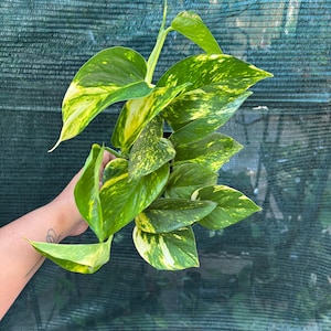 May include: A vibrant houseplant with large, heart-shaped leaves. The leaves are a mix of bright green and yellow variegation, creating a striking visual contrast. The plant is in a black pot, and the background is a green mesh.