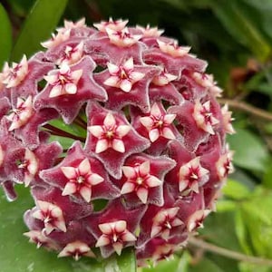 May include: Close-up of a Hoya carnosa flower cluster. The star-shaped flowers are a deep burgundy with white and pink centers. The cluster is surrounded by green leaves, creating a natural, vibrant display.