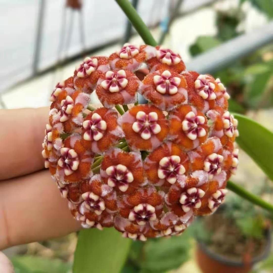 Hoya Meliflua | 2.5 Inch Pots - Etsy