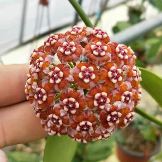 Hoya Meliflua | 2.5 Inch Pots - Etsy