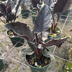 May include: An Alocasia plant with dark, deep purple to black arrow-shaped leaves featuring prominent veins and wavy edges. The plant is potted in a green plastic container filled with soil, positioned among other similar plants in a nursery.