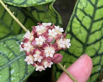 Hoya Flamingo Dream (purple Pride) - New Carnosa Variety - Live
