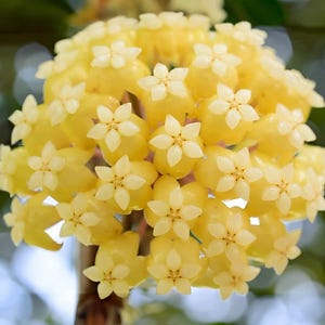May include: Close-up of a cluster of yellow Hoya flowers. Each small flower has a star-shaped, creamy white center. The flowers are tightly packed together, creating a dense, rounded shape. The background is blurred green.