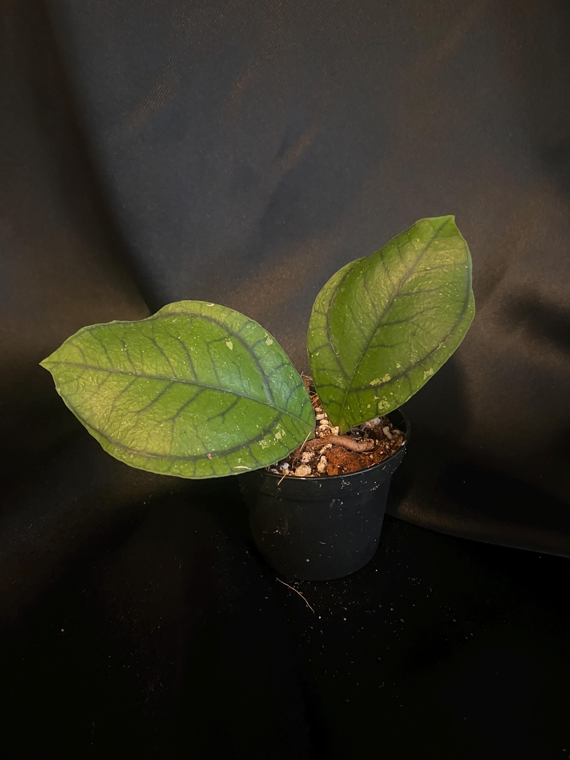 Hoya Callistophylla 'vena' Rooted Cutting - 2 Inch Pot - Etsy
