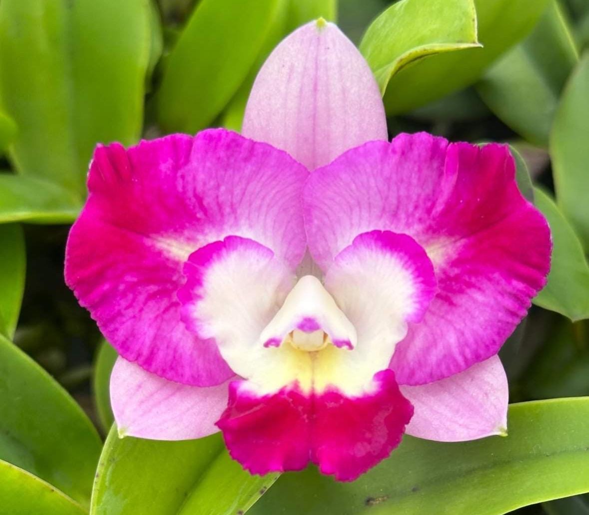 後藤花★モバガチャ llic Ver. C Mem Jerome Schultz X C Cosmic Future Lues Lava Burst- Mature