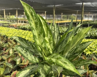 Aglaonema Silver King | 6-Inch Pot