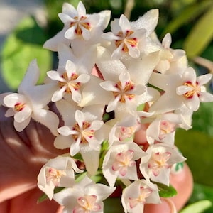 May include: Close-up of a cluster of white Hoya flowers. Each flower has a star-shaped center with red and yellow markings. The petals are waxy and slightly curved, with a soft, natural background.