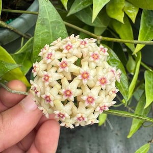 May include: A spherical cluster of star-shaped Hoya flowers with creamy white petals and vibrant pink centers. The blossoms are densely packed together, showcasing a waxy texture and a symmetrical arrangement, surrounded by green foliage.