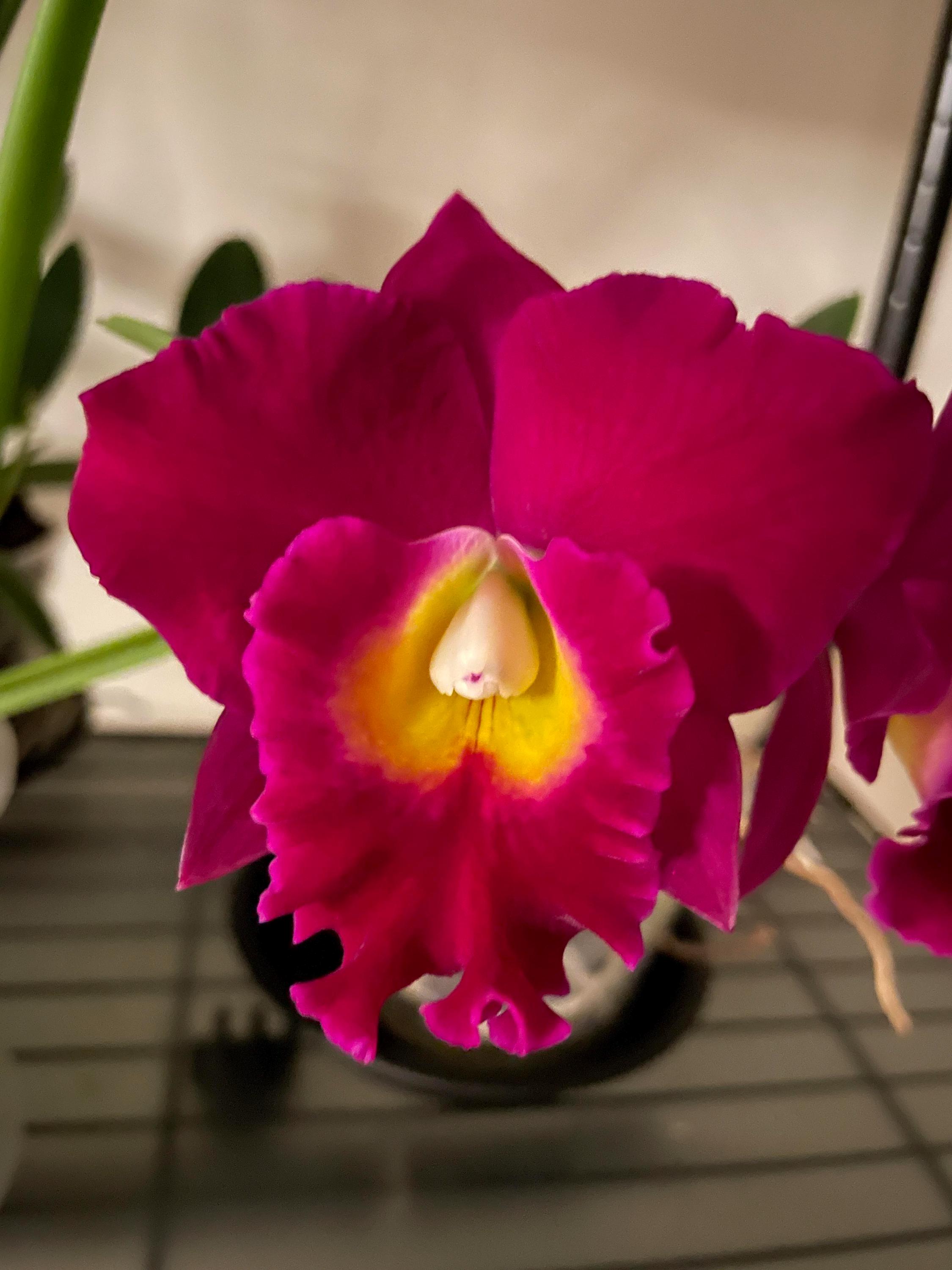 Per Jerry Rehfield Paradise Fuschia - Young Orchid | 2.5 Inch Pot